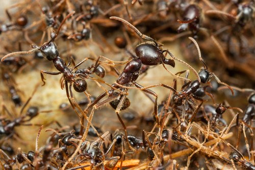 Ant Exterminator