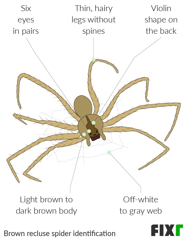 Two Cases of Recluse Spider Bites in NC