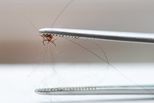 Fleas Exterminator