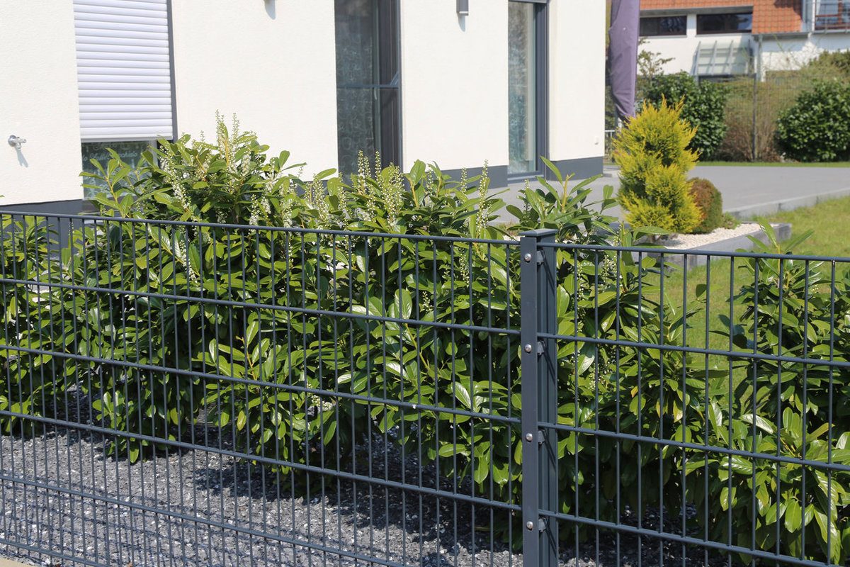 Green metal garden fence used as property fence line Green metal garden fence used as property fence line (desktop)