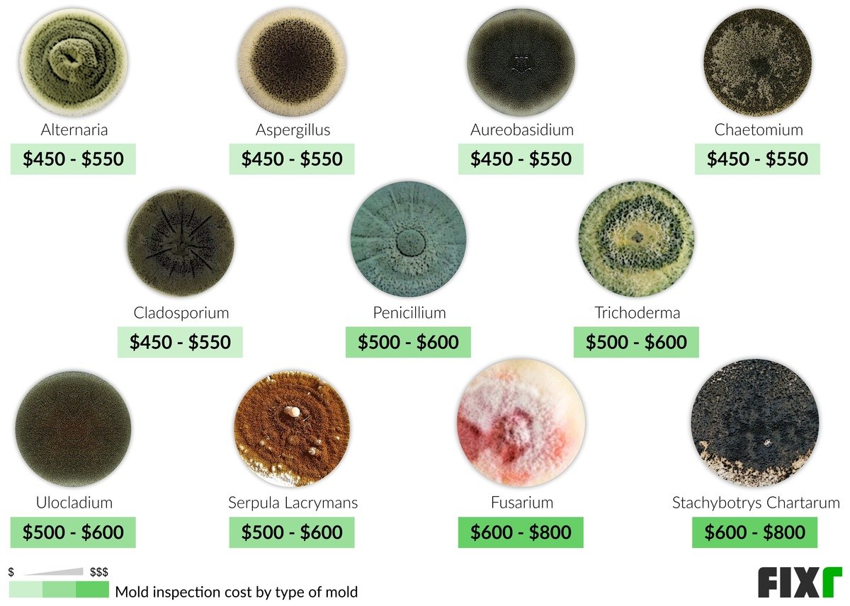 Mold Test Cost