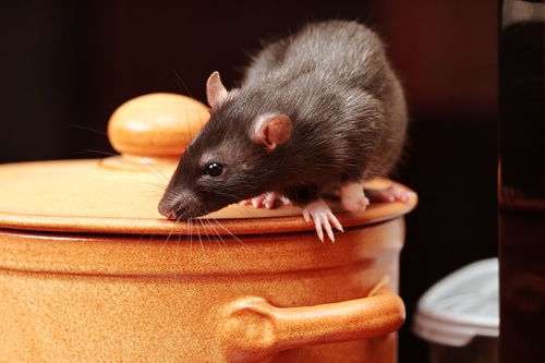 Mouse Exterminator