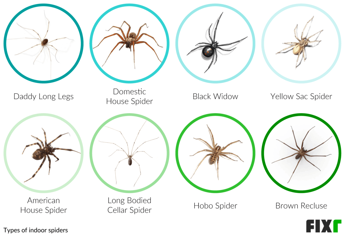 7 types of Poisonous Spiders - Hawx Pest Control