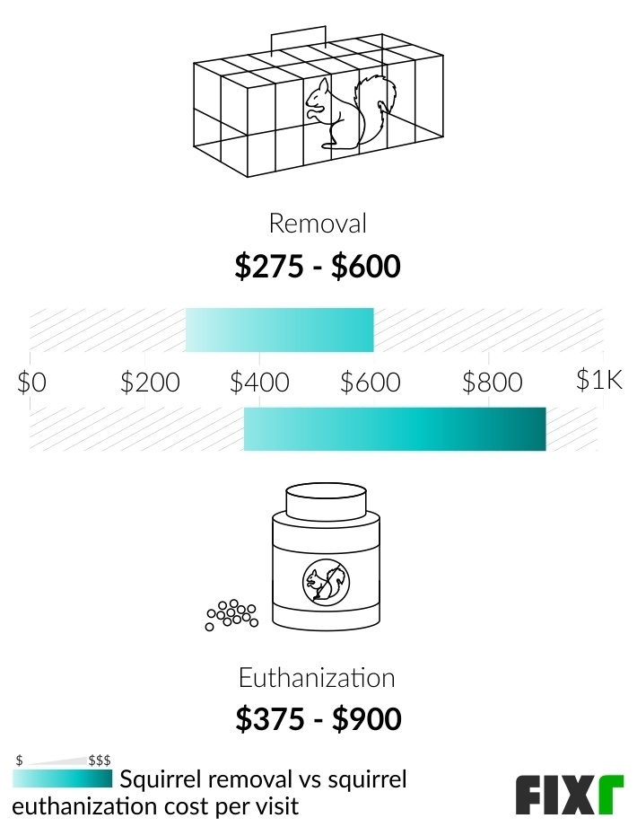 How Much Does Squirrel Removal Cost? 2024 Guide – Forbes Home