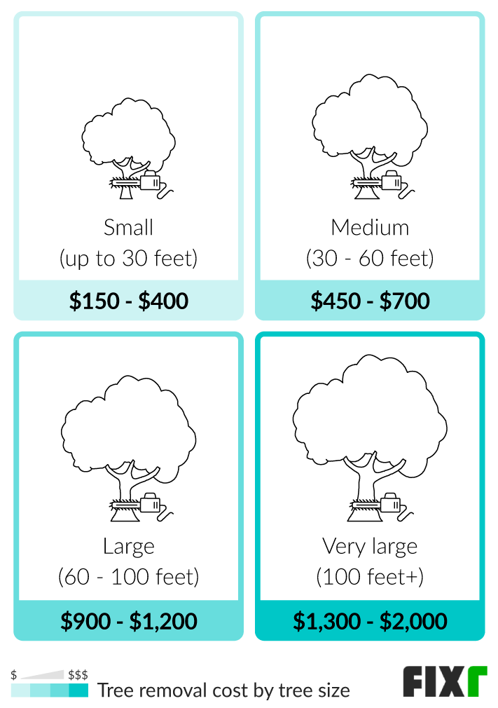 How to tell how old a tree is — without cutting it down